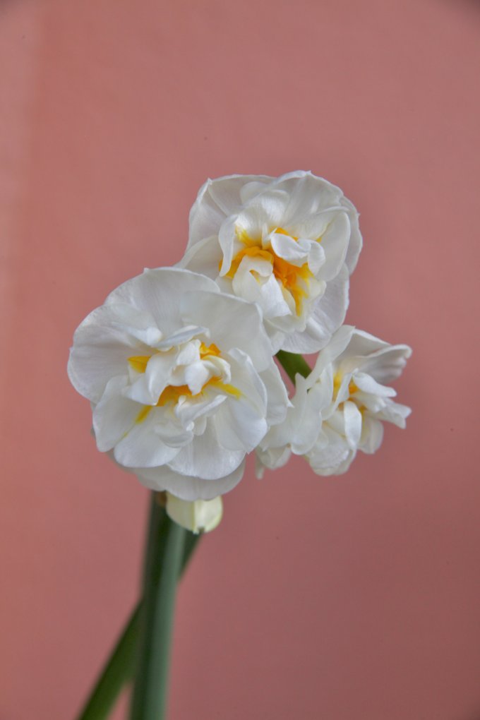 Conter fleurette photo 8